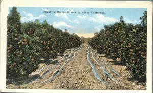 Irrigating Orange Grove in Sunny California - WB