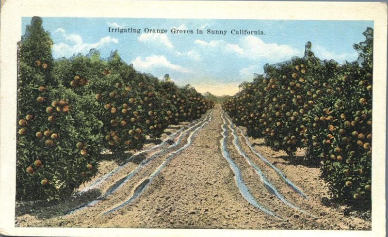 Irrigating Orange Grove in Sunny California - WB