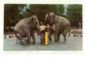 St Louis MO Elephant Training St Louis Zoo Elephants & Pianist Postcard