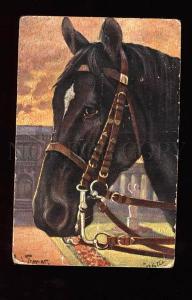 3002559 Head HORSE Trakehner-Hengst by THOMAS vintage TUCK PC