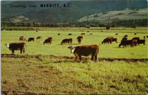 Greetings from Merritt BC Cows Cattle Grazing British Columbia Postcard G19