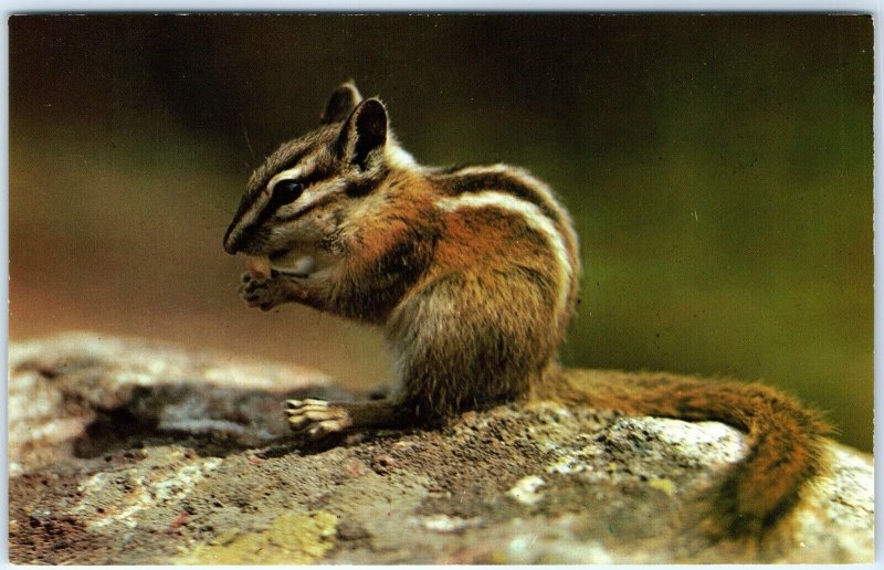 c1960s Adorable Chipmunk Mountain Pet Cute Chrome Photo Postcard Squirrel A68