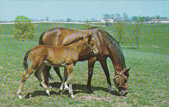 Horses Proud Mare With Her Colt