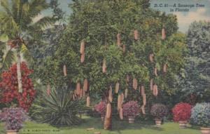 Florida Trees A Sausage Tree 1953 Curteich