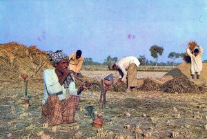 VINTAGE CONTINENTAL POSTCARD A TYPICAL FARMER BEFORE HIS HARVEST PUNJAB PAKISTAN