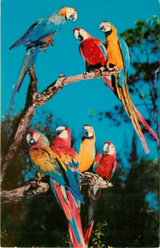 Parrot Jungle Macaws Miami Florida FL Parrots perched on Tree Limb Postcard