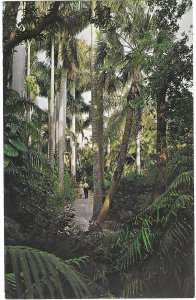 Sarasota Jungle Gardens Sarasota Florida Royal Palms & Jungle Plants