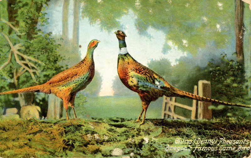 China Denny Pheasants