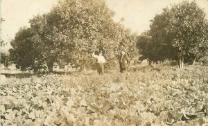 1920s Farming Agriculture Men Cabbage Patch RPPC Photo Postcard 21-7653