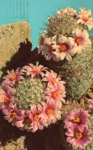 Vintage Postcard 1969 Fishhook Cactus Mammillaria Microcarra Arizona AZ