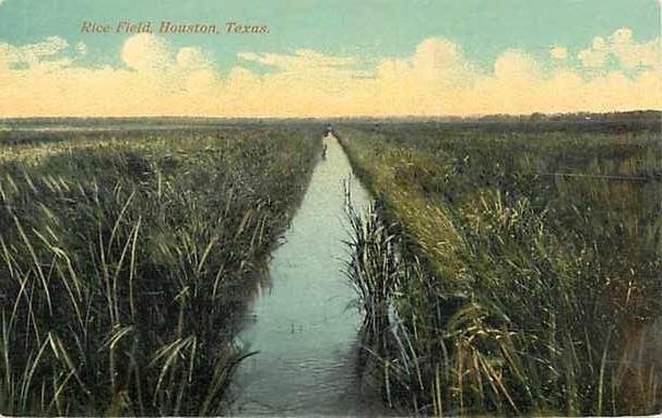 D/B Rice Field at Houston Texas TX