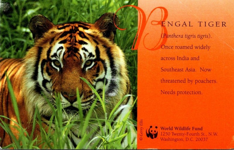 Washington D C World Wildlife Fund Bengal Tiger 1997