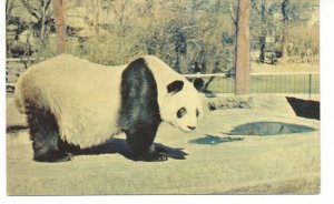 CHICAGO, ILL.  New Zoo At Brookfield, Mei-lan, The Giant Panda