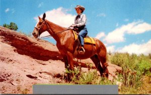 Horses Woman On Horseback