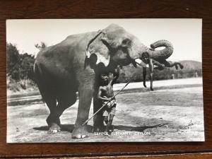 RPPC Temple Elephant, Ceylon, Sri Lanka #29 D8