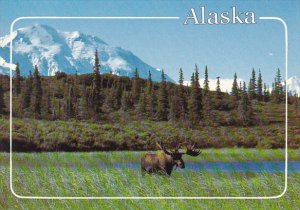 Bull Moose And Denali In Denali National Park Alaska