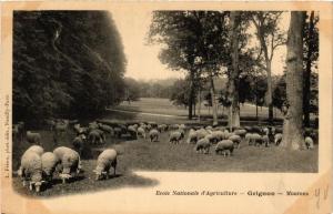 CPA École Nationale d'Agriculture GRIGNON Moutons (617979)