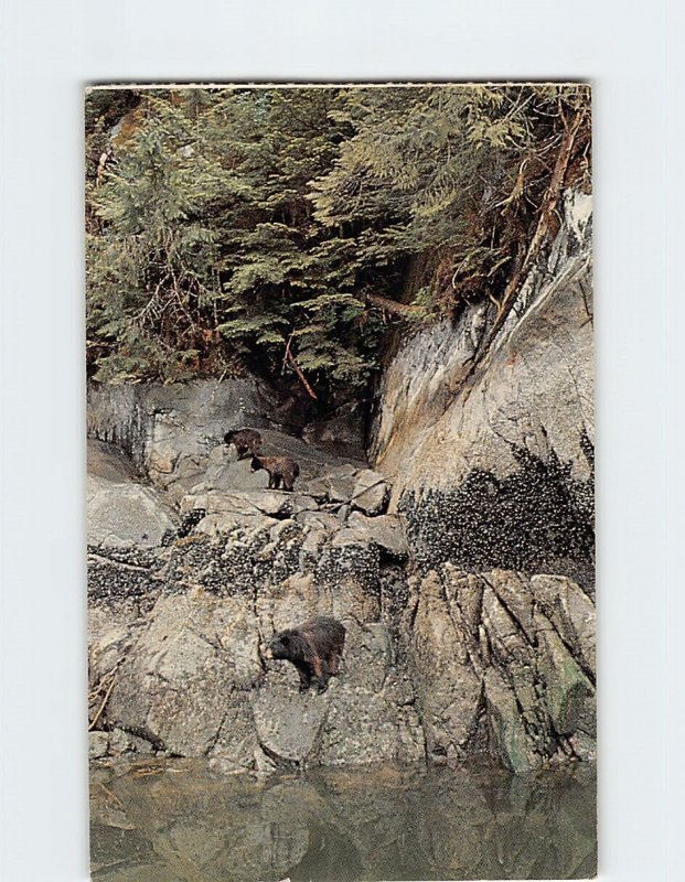 Postcard Alaskan Black Bears, Southeastern Alaska