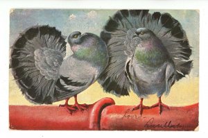 Beautiful Rock Doves