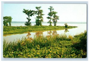 Vintage Dautervie Lake Near Iberia Louisiana Postcard P99E