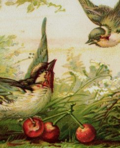 1880s Victorian New Year's Card Sweet Birds Lighting Over Cherries Forest F143