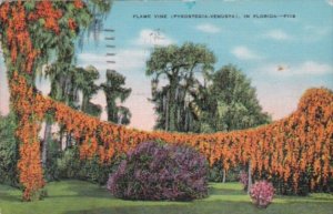 Florida Flowers The Flame Vine In Bloom 1941