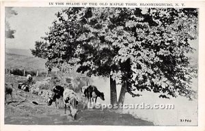 Shade of the Old Maple Tree - Bloomingburg, New York NY Postcard