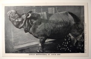 Rhinoceros Postcard Wild Animal Show St louis Zoo 1947 Unposted Rhino Vintage