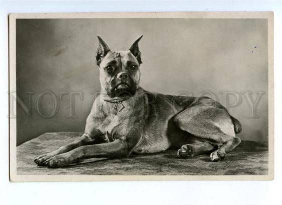 176217 Charming BOXER DOG Champion Medals Vintage PHOTO PC