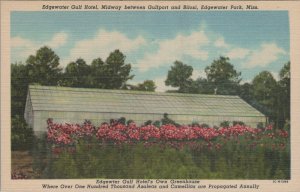 Postcard Edgewater Gulf Hotel Midway Gulfport + Biloxi Edgewater Park MS