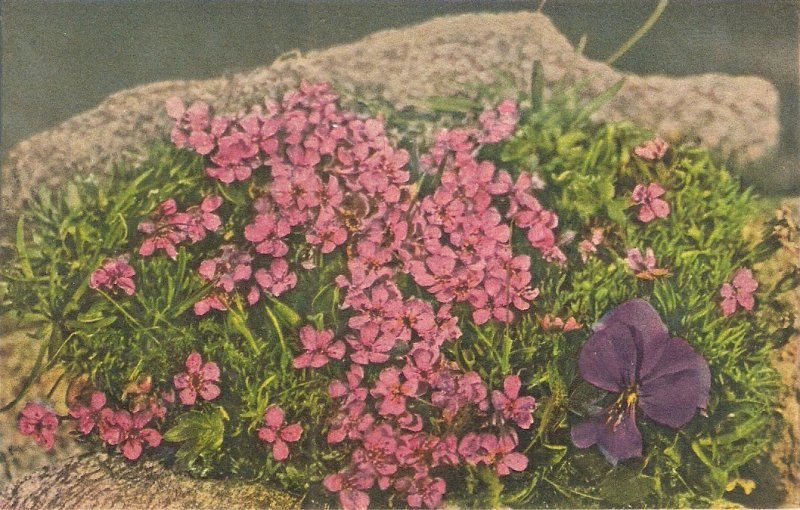 Wild flowers. Long-spurred violet Nice vintage Swiss postcard