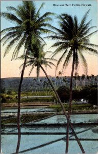 Postcard Rice and Taro Fields, Hawaii