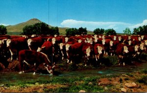 Cows Whiteface Cattle Intercourse Pennsylvania