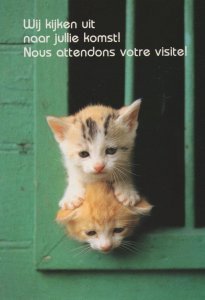 French Kittens Cats Squashing Each Other Disaster Cute Postcard