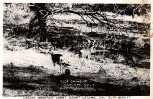 Deer on Mount Laguna,CA BIN