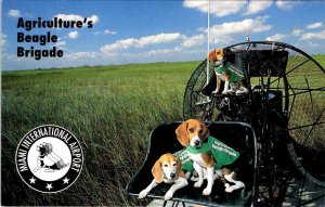 FL, Florida  MIAMI AIRPORT BEAGLE BRIGADE Dogs Molly, Quincy & Abbott  Postcard