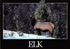 American Elk American Elk, Colorado