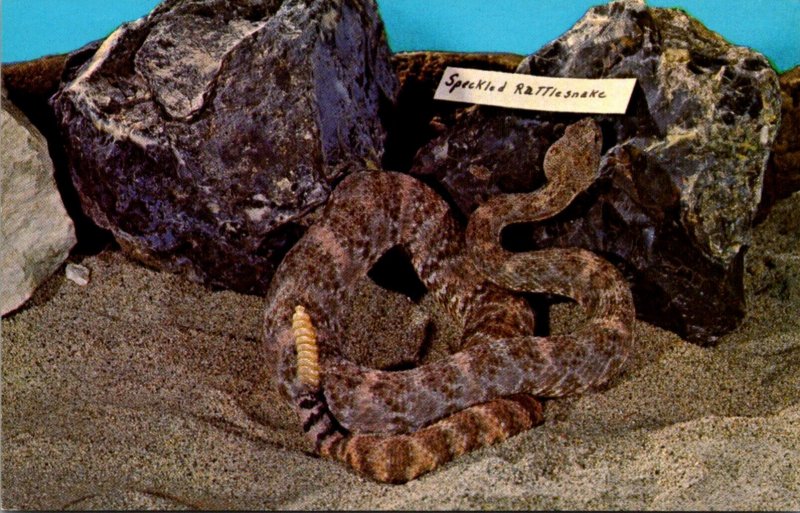 Snakes Speckled Rattlesnake