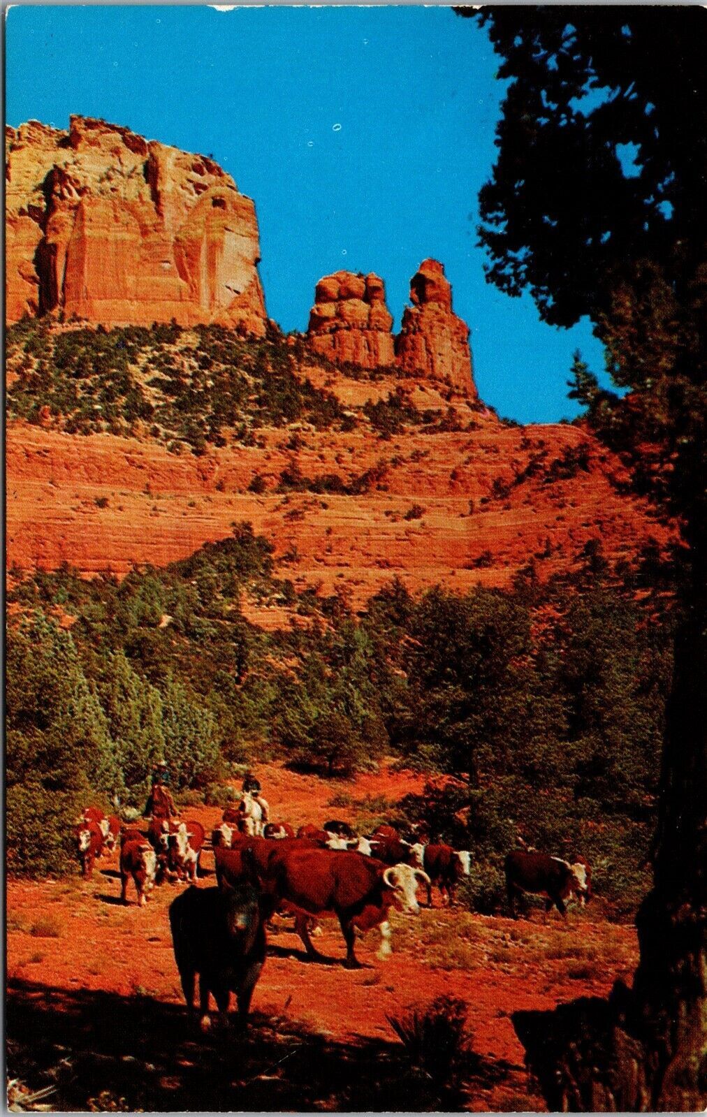 Vtg Arizona AZ Cowboys Herding Cattle Country Oak Creek Canyon 1970s ...