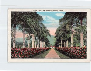 Postcard Royal Palms And Hibiscus Hedge, Hawaii