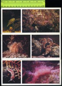 169073 Russia Underwater World of WHITE SEA Fish SET 15 Cards