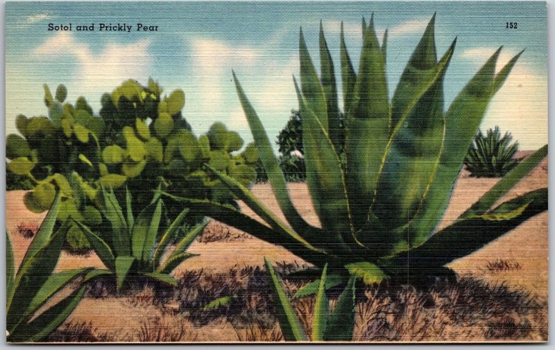 El Paso Texas, Sotol and Prickly Pear, Cactus, Desert Plants, Vintage Postcard