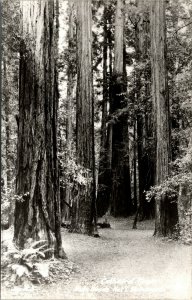 Vtg 1950s Muir Woods National Monument Cathedral Grove Redwoods CA RPPC Postcard