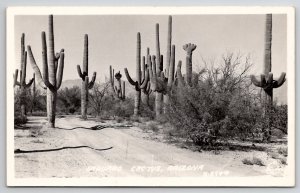 RPPC Saguaro Cactus Arizona Frashers Real Photo Postcard J22