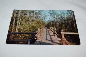 Okefenokee Swamp Park Near Waycross Georgia Postcard Dexter Press GA.S #12