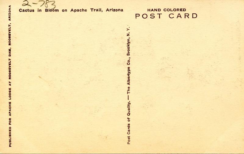 Cactus in Bloom on Apache Trail, Arizona