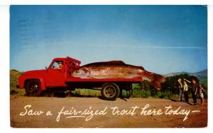 Exaggeration: A Truckload of Fish (A Fair-sized Trout!)