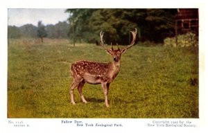 Fallow Deer