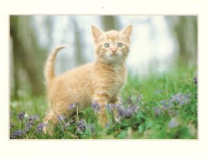 Domestic cat. Cat domestic Modern German artist photo postcard