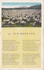 Old Montana Herd Of Sheep